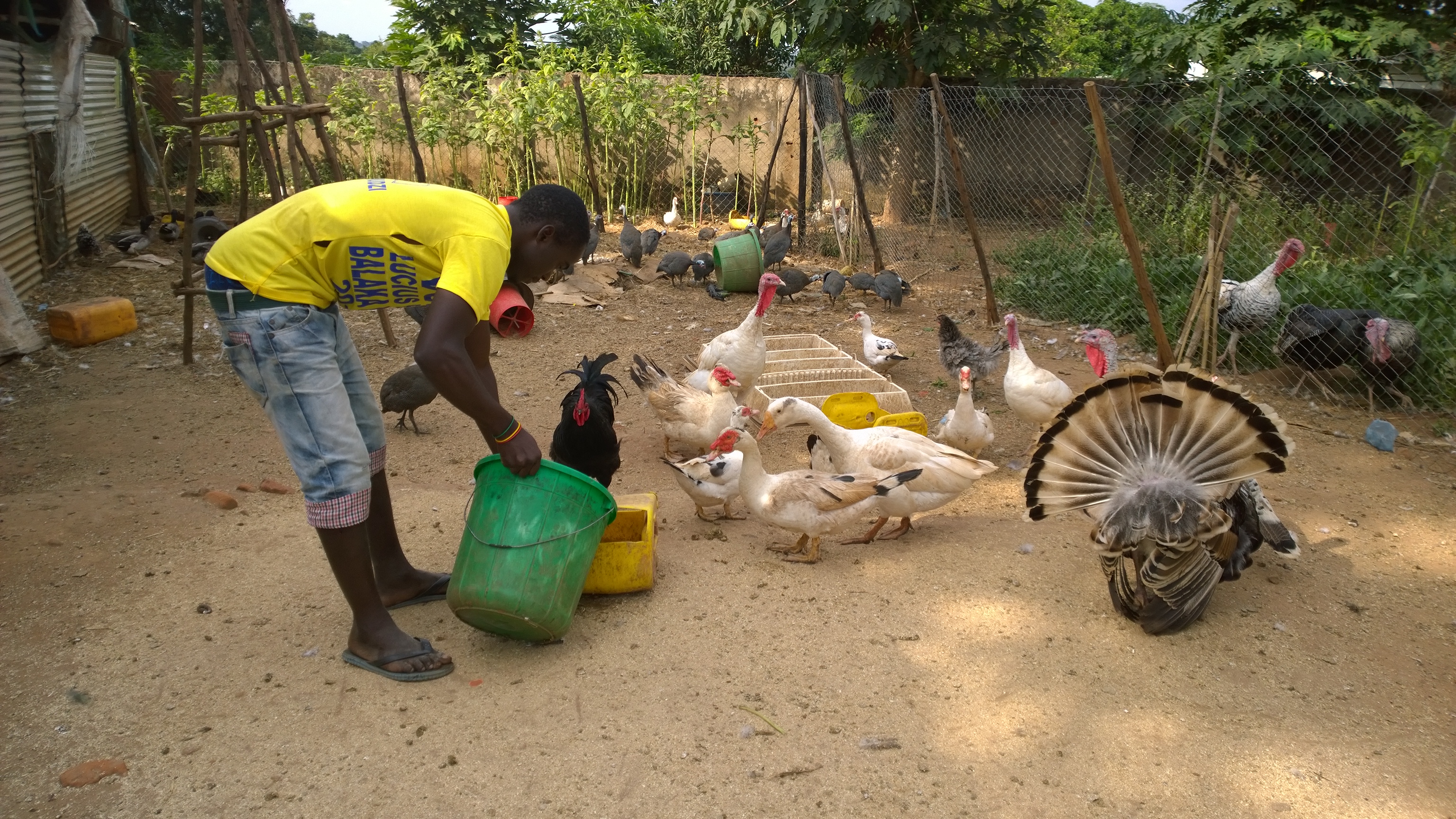 An employee at the Shabana farm feeds the birds.